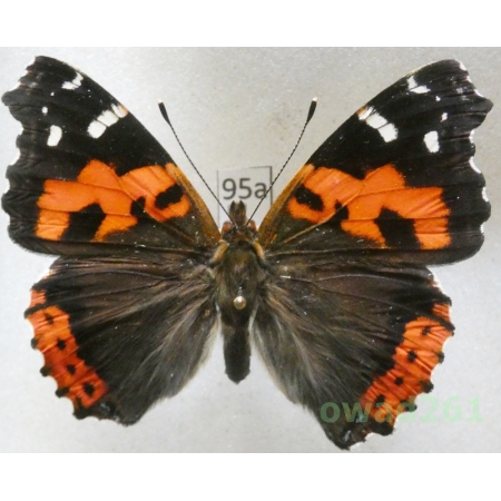 Vanessa vulcania (Godart, 1819) Madeira, Portugal95a